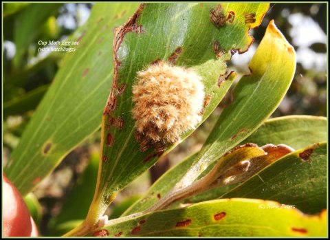 Cup-Moth-Egg-Sac-with-hatchlings-C-tva-D-10-4-13