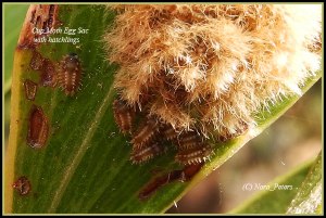 Cup-Moth-Egg-Sac-with-hatchlings-C-tvb-D-10-4-13