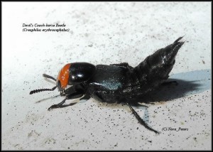 Devil's-Coach-horse-Beetle-(Creophilus-erythrocephalus)-C-tva-D-10-4-13 1