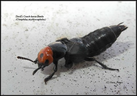 Devil's-Coach-horse-Beetle-(Creophilus-erythrocephalus)-C-tvb-D-10-4-13 1