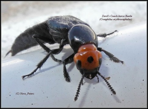 Devil's-Coach-horse-Beetle-(Creophilus-erythrocephalus)-C-tvc-D-10-4-13 1