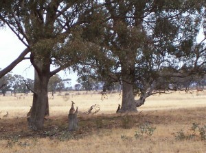 Kangaroos at Melton Gilgai