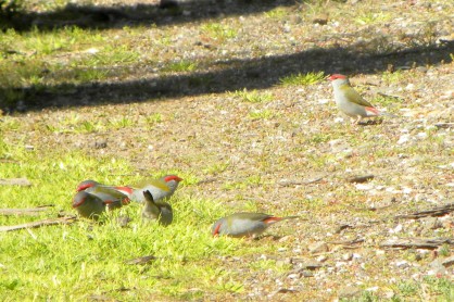 REd-browed finches eynesbury 3 sep 2012